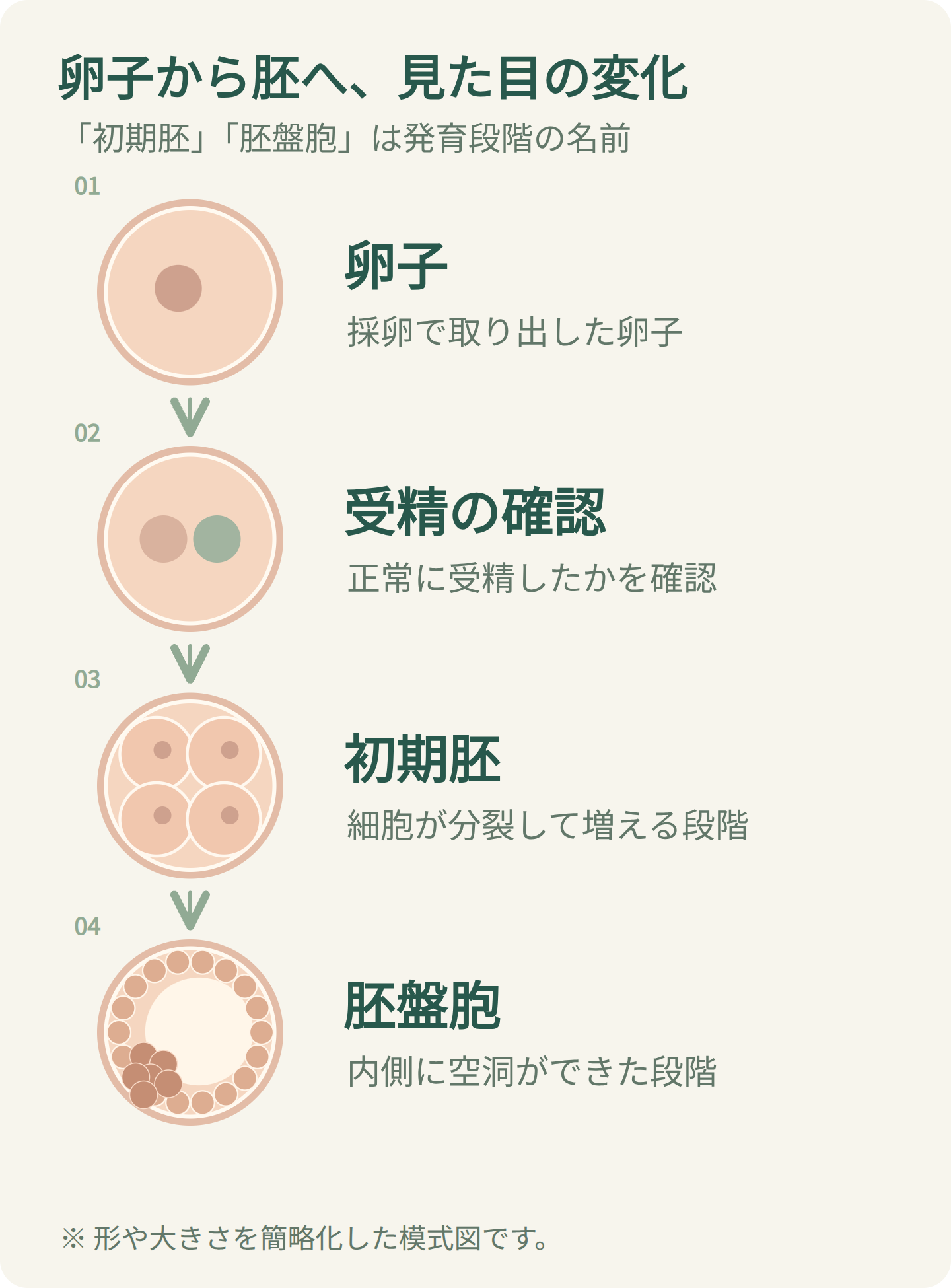 卵子、受精の確認、細胞が分裂した初期胚、内側に空洞ができた胚盤胞を並べた模式図。凍結は発育段階とは別の保存状態。