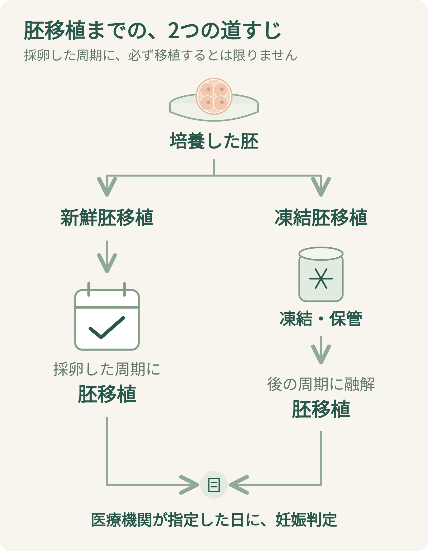 培養した胚から、新鮮胚移植と凍結胚移植へ分かれる図。新鮮胚移植は採卵した周期に、凍結胚移植は凍結・保管の後、別の周期に融解して移植する。
